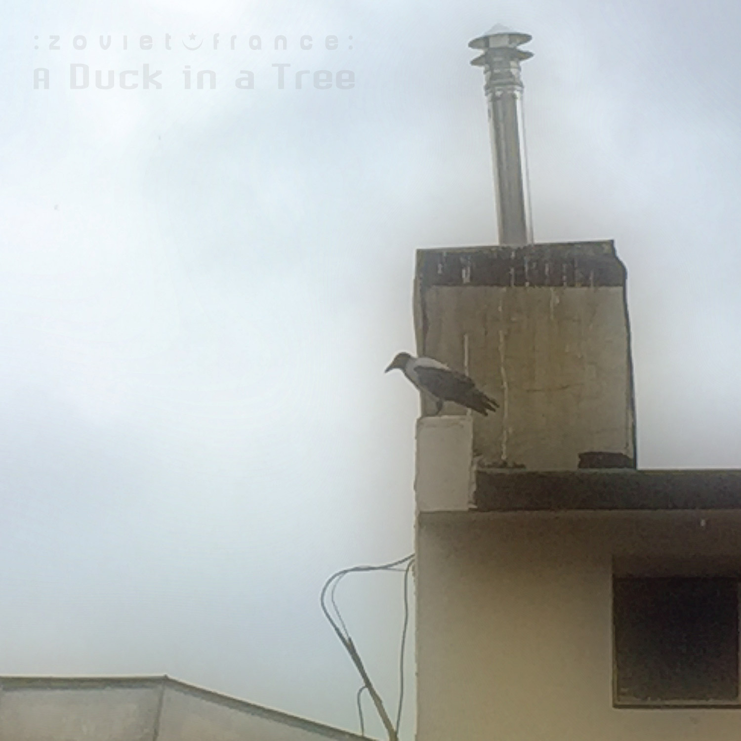 A-Duck-in-a-Tree-2019-01-12-_-A-Longer-Lingering-cover-1500.jpg