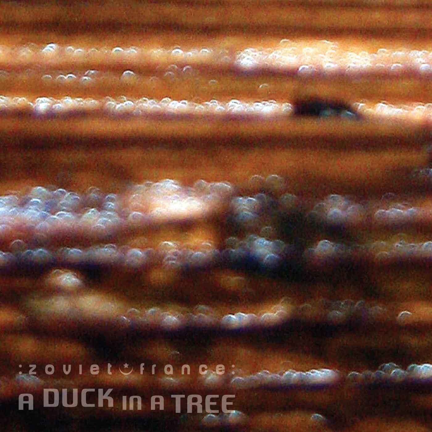 A-Duck-in-a-Tree-2014-10-25-_-Authentic-