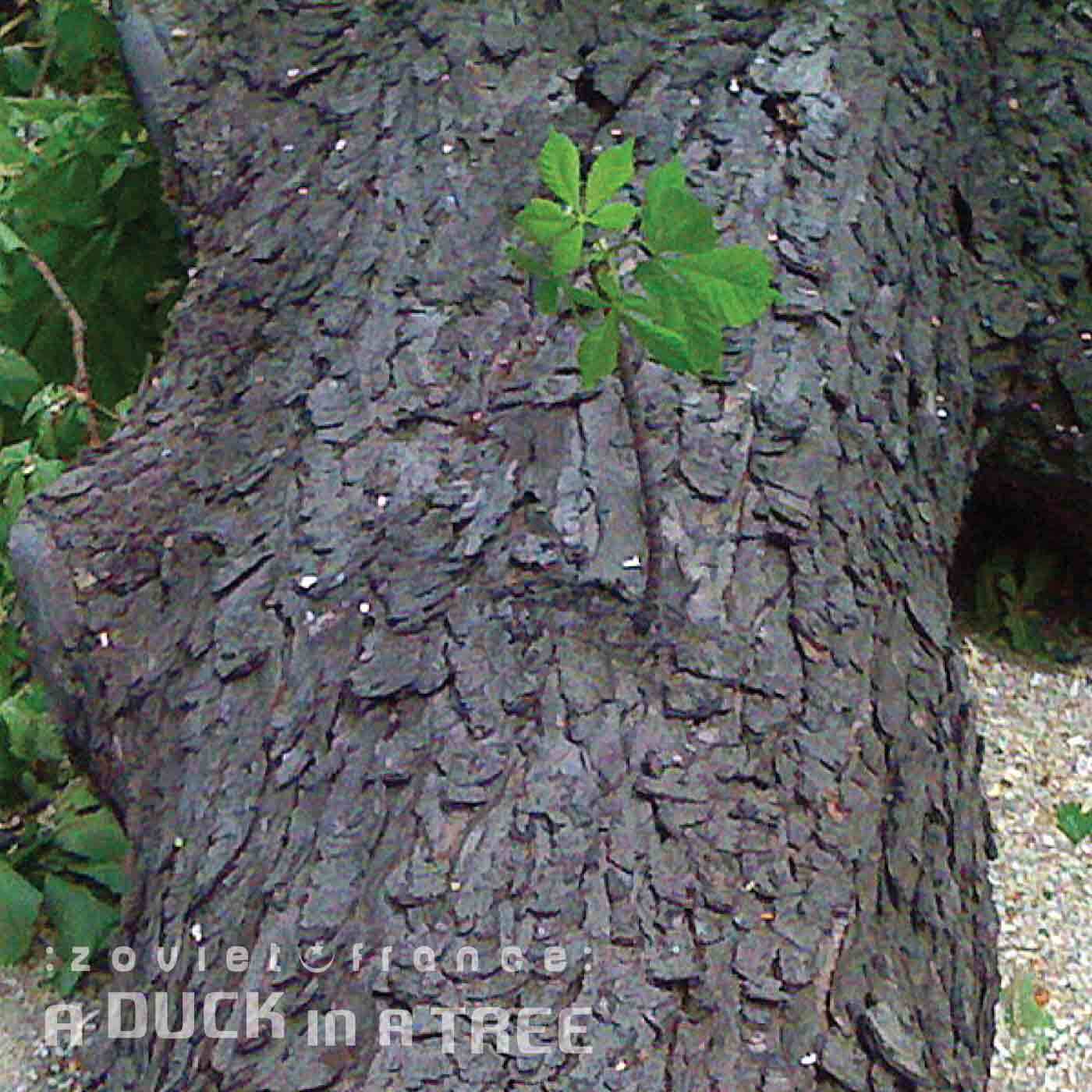 A-Duck-in-a-Tree-2015-01-31-_-A-Diversio