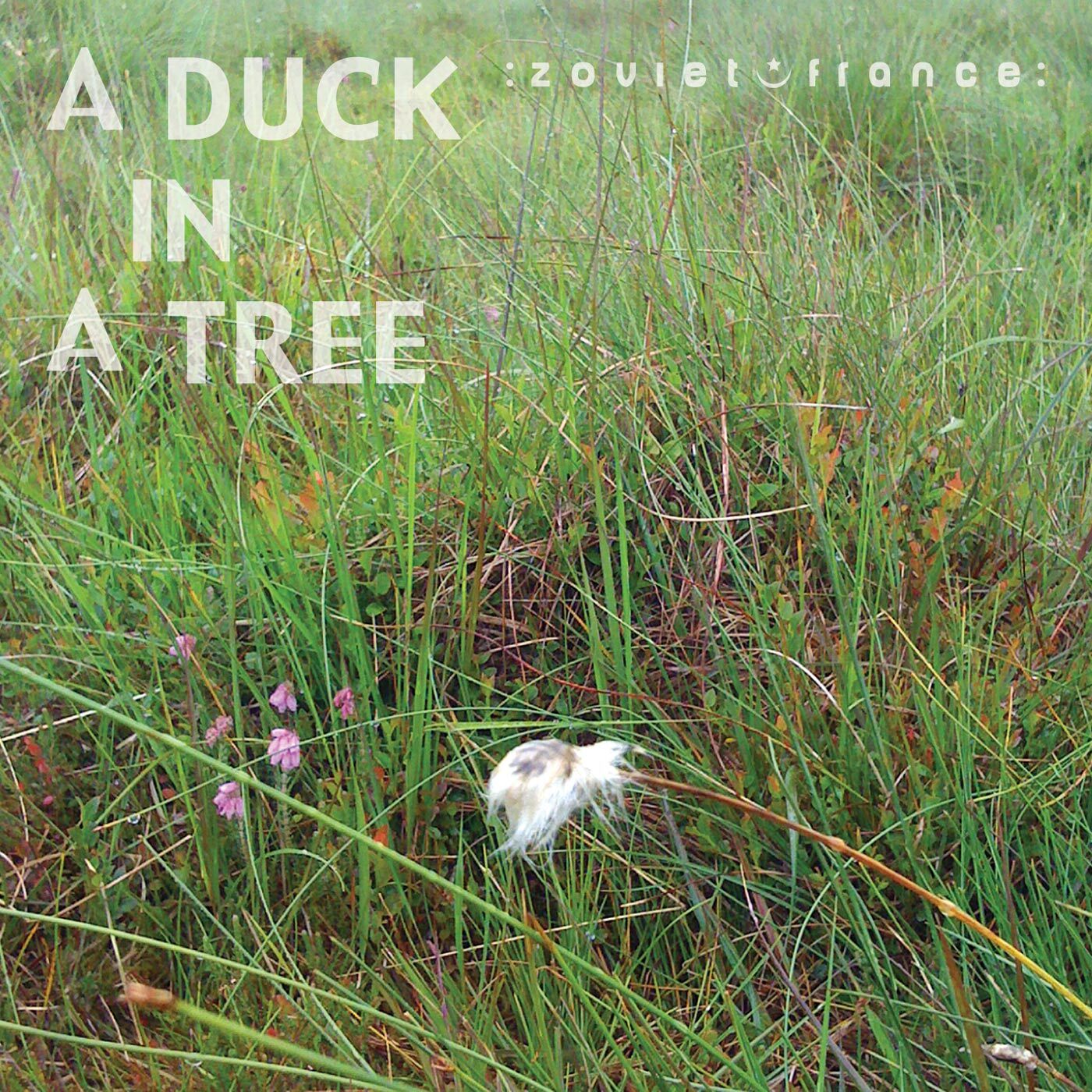 A-Duck-in-a-Tree-2013-03-16-_-Dust-at-Dusk-layout-1400.jpg
