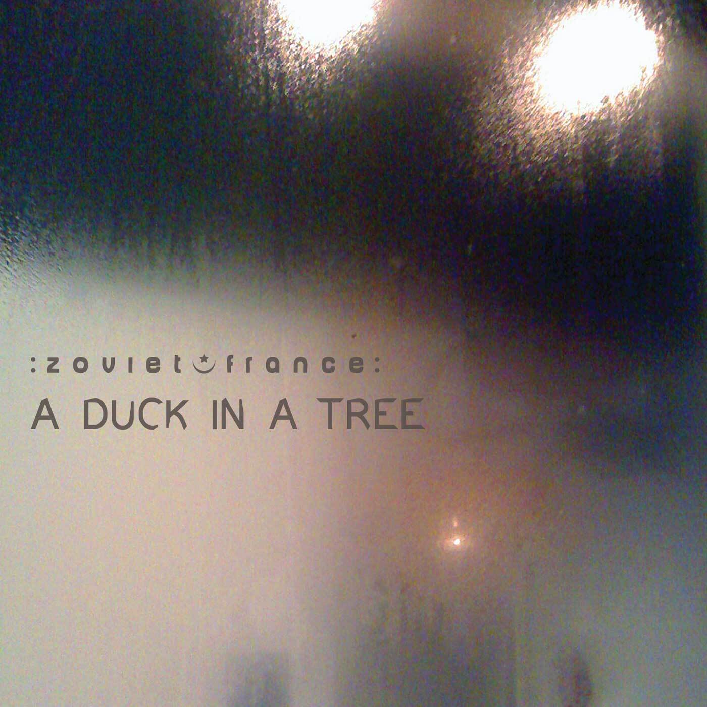 A Duck in a Tree 2013-12-28 | As the Glassy Darkness Holds